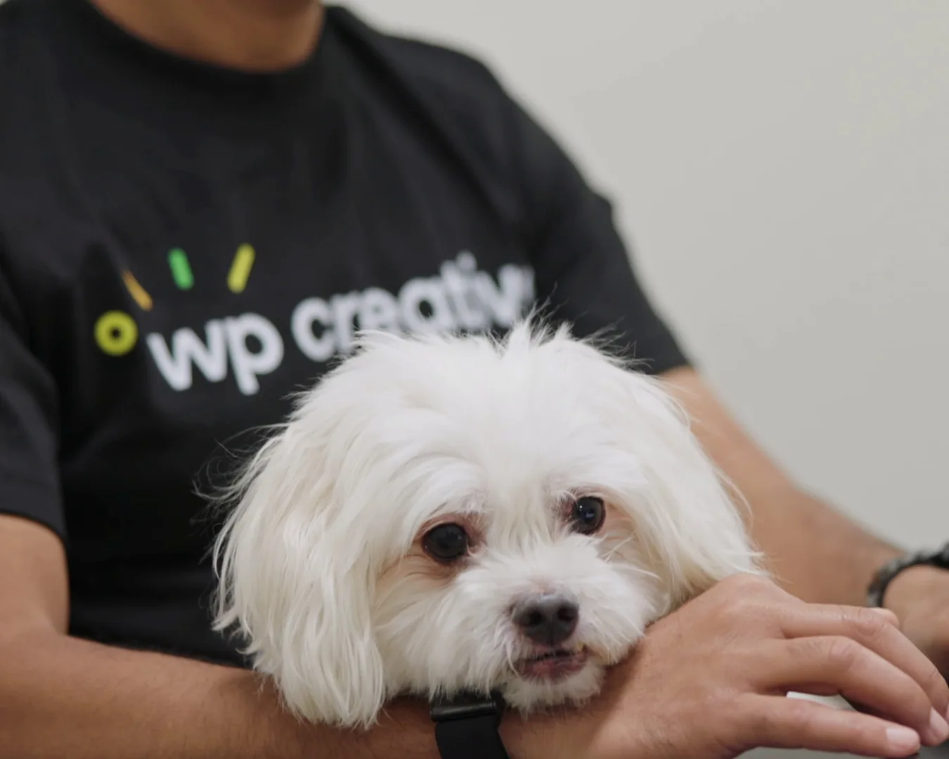 Max, Nirmal Gyanwali's small white dog, resting on his arm while he works on a laptop